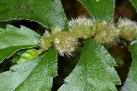 Image result for Elatostema monticola