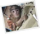 Olx pakistan offers online local classified ads for animals. Nanu The Orphaned Monkey Vet Clinic Pet Clinic Pets Clinical Services à¤µ à¤Ÿà¤°à¤¨à¤° à¤• à¤² à¤¨ à¤• à¤ªà¤¶ à¤š à¤• à¤¤ à¤¸ à¤• à¤• à¤² à¤¨ à¤• In Ahmedabad Asha Foundation India Id 3926910297