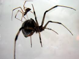 It is true that sexual cannibalism has been observed in black widows, but the the spiders are solitary except for the mating ritual. Brown Widow Male Spiders Prefer Sex With Older Females Likely To Eat Them Afterwards