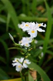 Or perhaps it was for purely pragmatic reasons (to help hold the thatch together.) Nada Crested Iris Butterfly Iris Japanese Iris Perennials All Almost Eden