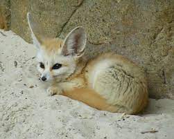 Pin On Animals