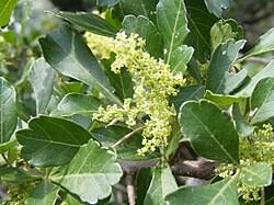 Image result for Searsia pentheri