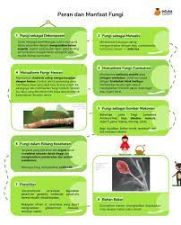 Grįžti į eduka licencijos d.u.k vaizdo instrukcijos. Eduka System Darisekarang On Twitter Rangkuman Materi Bab Fungi Masih Ada Lebih Lengkapnya Lagi Di Https T Co Vdccrjzwc8