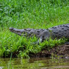 🌴 Día 1: ¡Inicia el Camino de Costa Rica! 🥾✨ Navegamos por el canal  Goshen y la Laguna Madre de Dios con nuestro capitán Julio Knight, rodeados  de monos, perezosos y basiliscos.