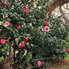 A Brief History Of The Camellia Camellia Plant Southern Garden Plants