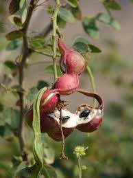 Image result for Pithecellobium dulce