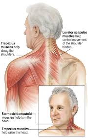 Figure 11.15 muscles of the neck and back the large, complex muscles of the neck and back move the head, shoulders, and vertebral column. Your Neck Muscles