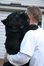 Black Blue Cane Corso Puppies For Sale Black Pearl Cane Corso Cane Corso Cane Corso Dog Corso Dog