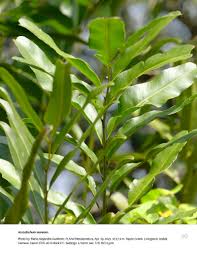 Image result for Acrostichum aureum