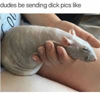 Dudes Be Sending Dick Pics Like Looking Like A Naked Mole Rat Dick Pics Meme On Me Me