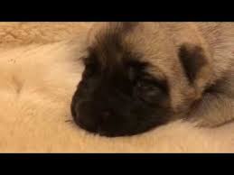 Boz Coban Kopegi Ve Boz Malakli Yavru Puppies Turkish Version Youtube