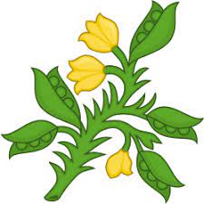 File Planta Genista Badge Of The Plantagenets Svg Family Shield Badge Family Crest