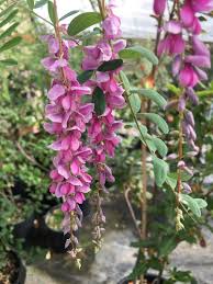 Image result for Indigofera paniculata