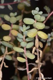 Image result for Suaeda vermiculata