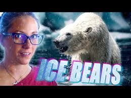 Can Polar Bears Survive Without Sea Ice?