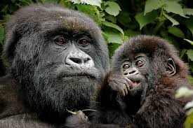 Resultado de imagen de fotos de animales en peligro de extinción