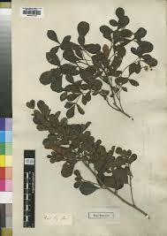 Image result for Lannea welwitschii