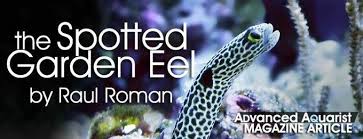 Aquarium Fish A Detailed Look At The Home Aquarium Husbandry Of The Spotted Garden Eel Advanced Aquarist Aquarist Mag Aquarium Fish Home Aquarium Aquarium