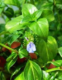 Image result for Rungia