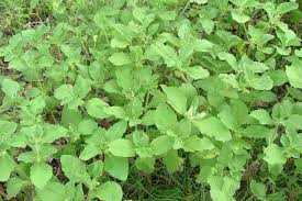 Image result for Acanthospermum