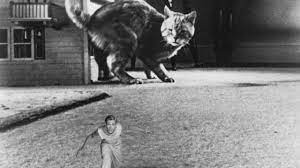 Then, returning to new york, he took acting classes with lee strasberg. Die Unglaubliche Geschichte Des Mr C 1957 Mubi