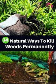 Mulch is a popular way to keep any unwanted plants from growing. What Kills Weeds Permanently 14 Ways To Kill Weeds