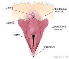 We believe in helping you find the product that is right for you. What Is The Urogenital System With Pictures