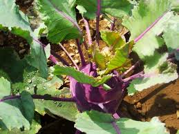 Dill can grow tall and wispy; Growing Kohlrabi From Seed To Harvest Plant2harvest