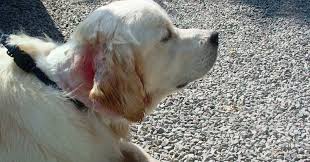 We carefully help new moms navigate the whelping process inside our home. Max A One Year Old Male Golden Retriever Who Developed A Red Sore Rash Around The Back Of His Neck After A Visit To A Farm Pete The Vet
