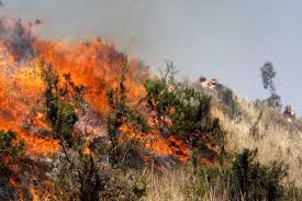 Bomberos apagaron las llamas del incendio forestal en huarmey. Incendios Forestales Y Los Bomberos Que Necesita El Peru Escribe Marc Dourojeanni