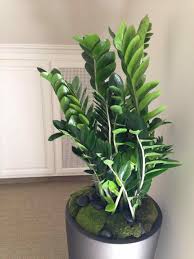 White Flowering House Plants Plant Of The Month Peace Lily Spathiphyllum And Then Moved Back To Tall Indoor Plants Big Indoor Plants Large Indoor Plants