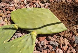 Image result for cactus cuttings