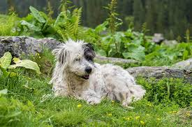 See more ideas about australian shepherd, shepherd, australian. Romanian Mioritic Shepherd Dog Dog Breed Information American Kennel Club