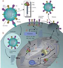 Segments released into cytoplasm 5. Influenza Epidemiology Structure And Diagnostic Methods