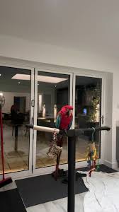 The best time- quiet pretty birds #quiet #calm #relaxing #birds  #freeflightbirds #parrots #freedom #greenwingmacaw #bedtime #vermelha #verde