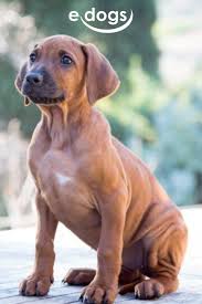 Vermittlung von rhodesian ridgeback welpen. Niedlicher Rhodesian Ridgeback Welpe Rhodesian Ridgeback Ridgeback Welpen Welpenbilder