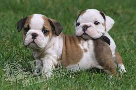 Breeder Offers Purebred English Bulldogs And French Bulldog Puppies For Sale To Loving Owners Lo English Bulldog Puppies Bulldog Puppies French Bulldog Puppies