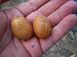 Image result for Parinari