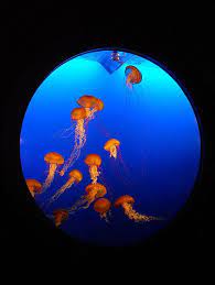 Vancouver jellyfish aquarium framed print by marta kazmierska. Jellyfish Tank Vancouver Aquarium Jellyfish Tank Cool Fish Tanks Vancouver Aquarium