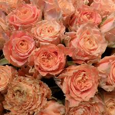 Guller Almanya Germany Messe Essen Gul Rose Vermilion
