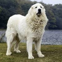 The labrador retriever and the siberian husky. What Is The Temperament Of A Great Pyrenees Lab Mix Quora