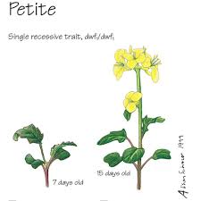 Image result for Brassica rapa