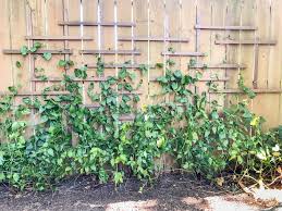 They need something small to grab onto, such as netting, wire cloth or trellis. How To Add A Clematis Trellis To A Flat Fence The Handyman S Daughter