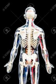 Its meant to clearly show muscle definition under skin. A Male Human Skeleton With Internal Organs Isolated On Black Background Back View Stock Photo Picture And Royalty Free Image Image 52854284