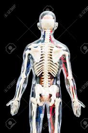 Surgeons had given jesica santillan donated organs with the wrong blood type, causing her body to reject the new heart and lungs, and her system to shut down. A Male Human Skeleton With Internal Organs Isolated On Black Background Back View Stock Photo Picture And Royalty Free Image Image 52854284