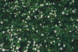 Read more on the 48 flowers compiled below to decide which option suits your needs. Small White Wildflowers Background Free Image By Rawpixel Com Scott Webb Wild Flowers Background Free Images