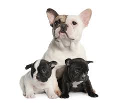 Discovering how to train a blue french bulldog puppy hood behavior is also very important. French Bulldogs More Prone To Birthing Problems Than Other Breeds News Vetcompass Royal Veterinary College Rvc