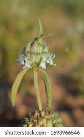 Image result for Acrotome inflata