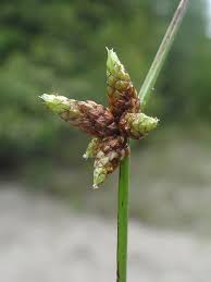 Image result for Schoenoplectiella juncea