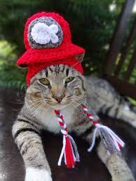 Cat Hat Cat Costume Cats And Small Dogs The Kitty Cat S Fire Hat Cat Clothes Cat Clothing Cat Apparel Ask A Question 2 Cat Costumes Cat Hat Cat Clothes